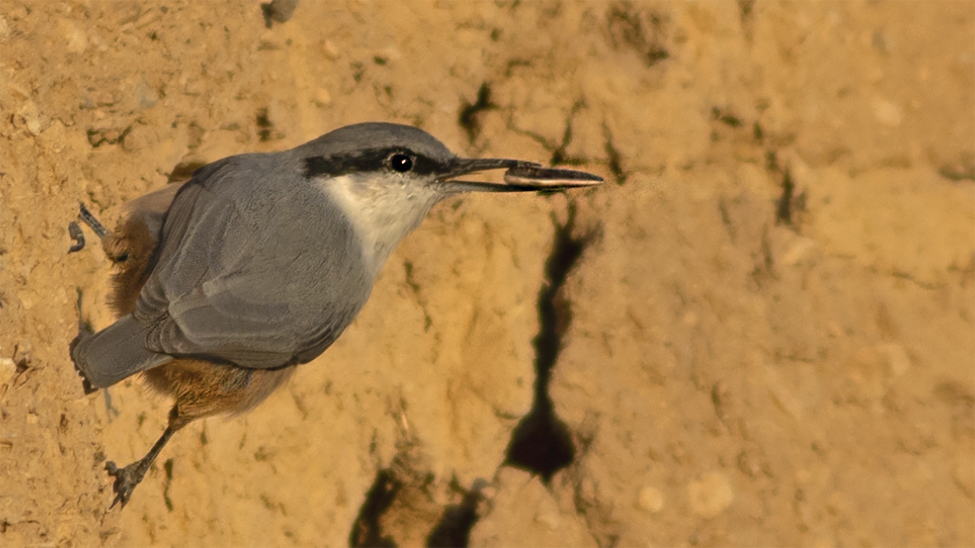 Eastern Rock Nuthatch